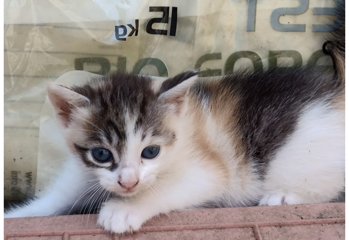 Foto 1 di Kira, gatto Europeo in adozione