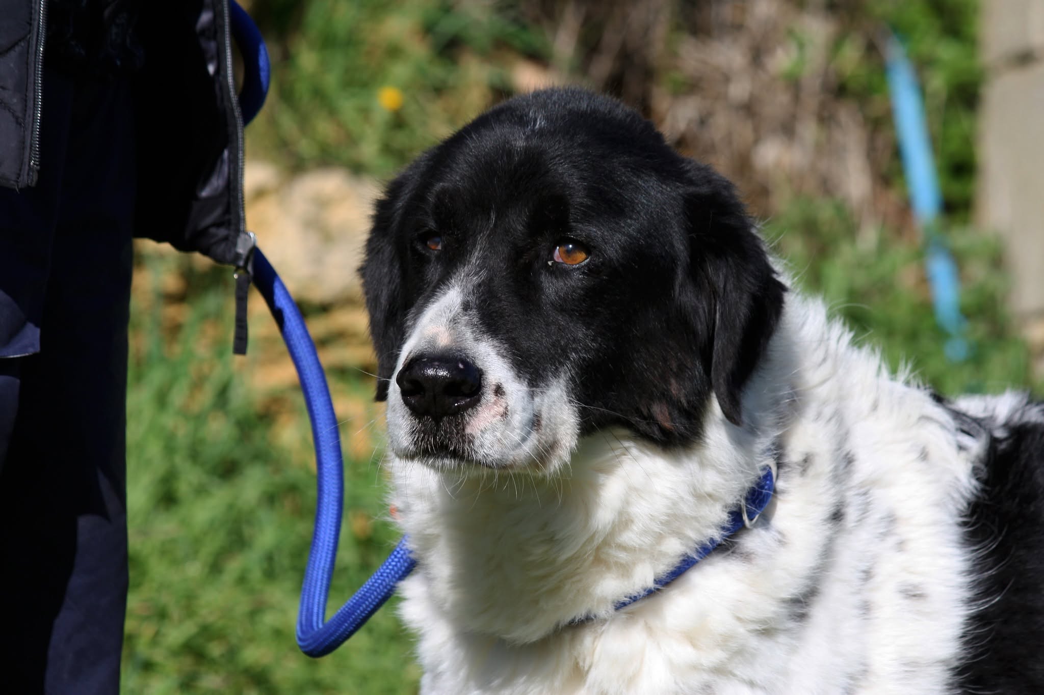 Foto 1 di Panda, cane meticcio in adozione