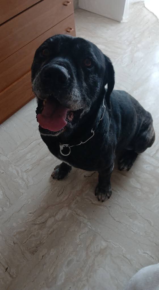 Foto 3 di GENNARO, cane CORSO in adozione