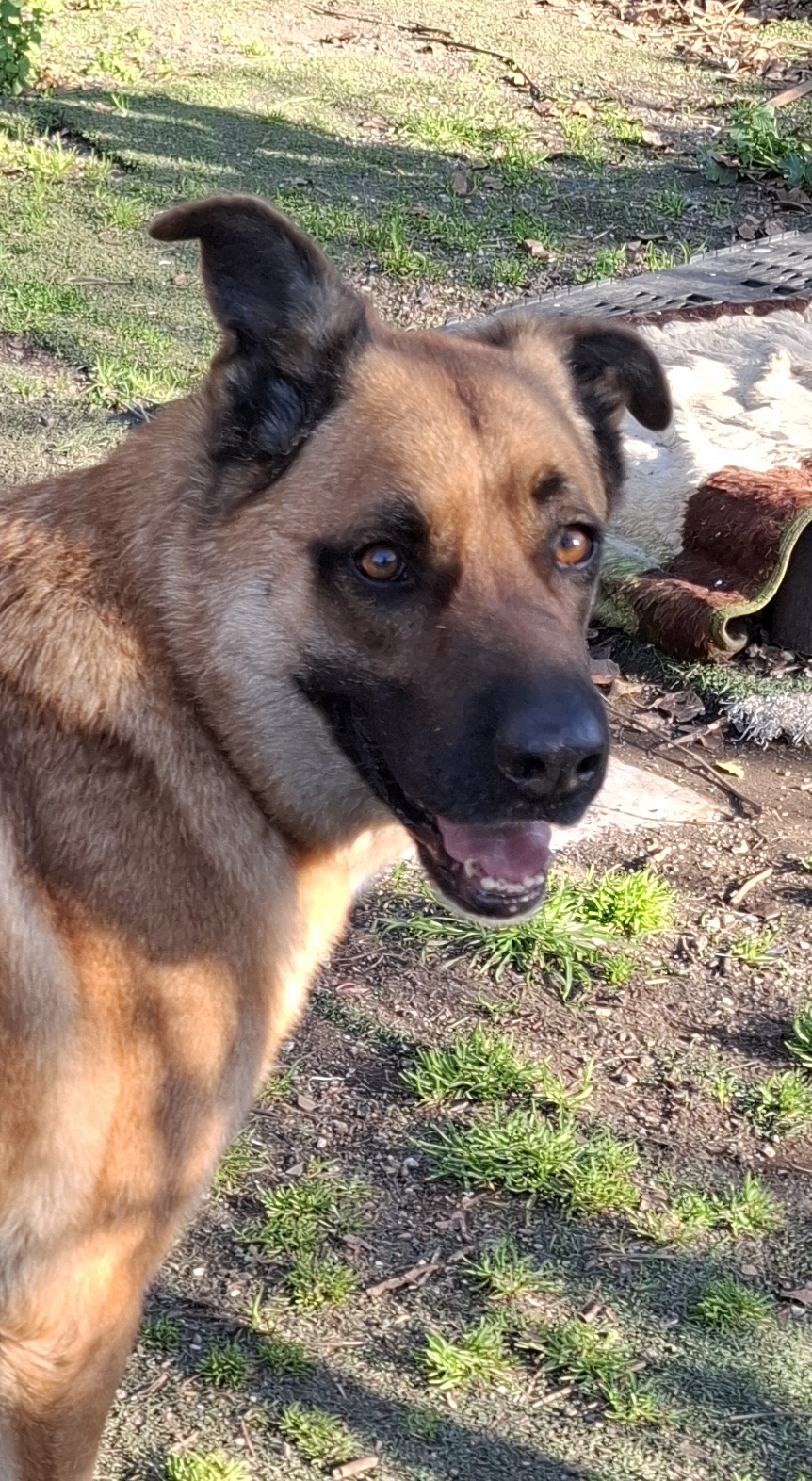 Foto 2 di Lupo, cane Meticcio (madre Pastore Tedesco) in adozione