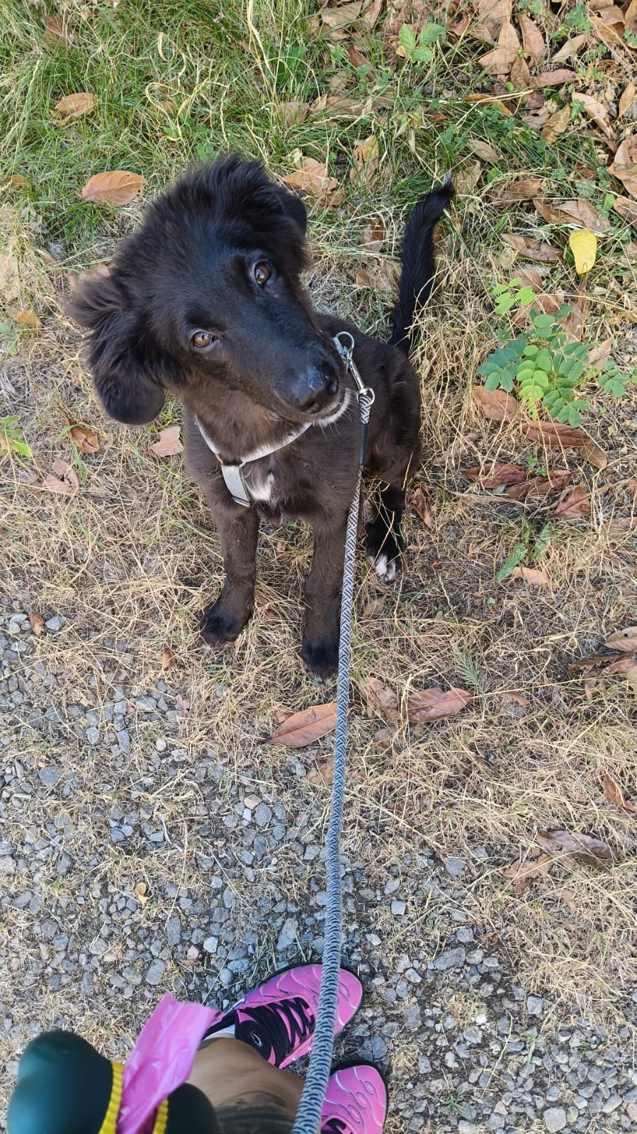 Ifrit, cane Meticcio pastore tedesco e maremmano in adozione