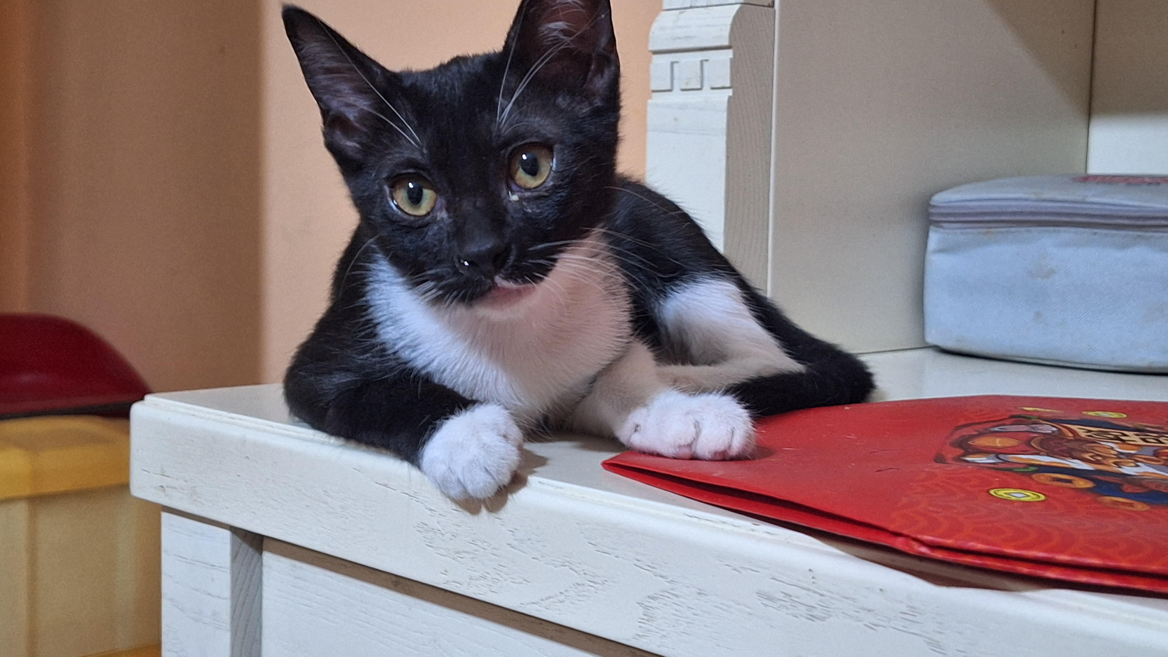 Foto 3 di Bonnie, gatto Europea in adozione