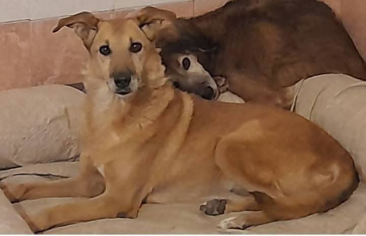 Foto 2 di Thelma, cane Simil lupetta in adozione