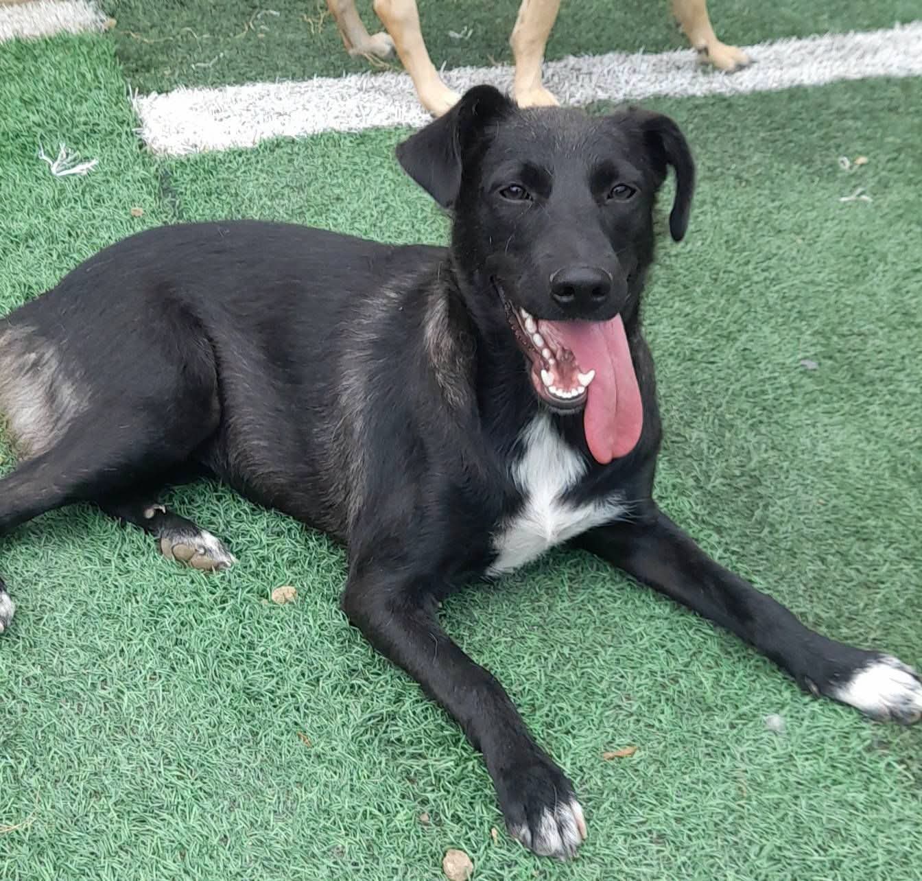 Foto 2 di Mia, cane Meticcio in adozione