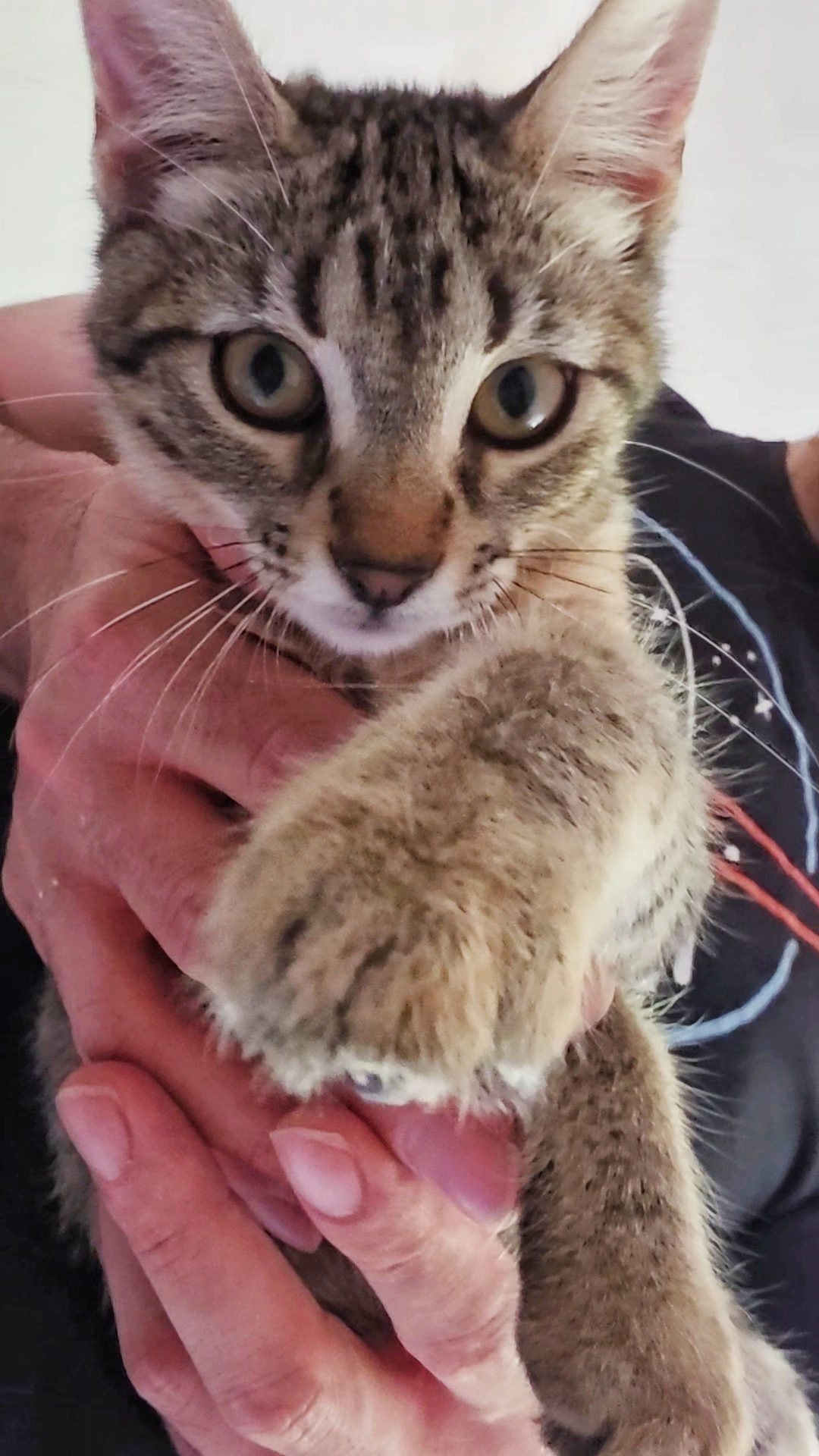 Foto 3 di Maya, gatto  in adozione