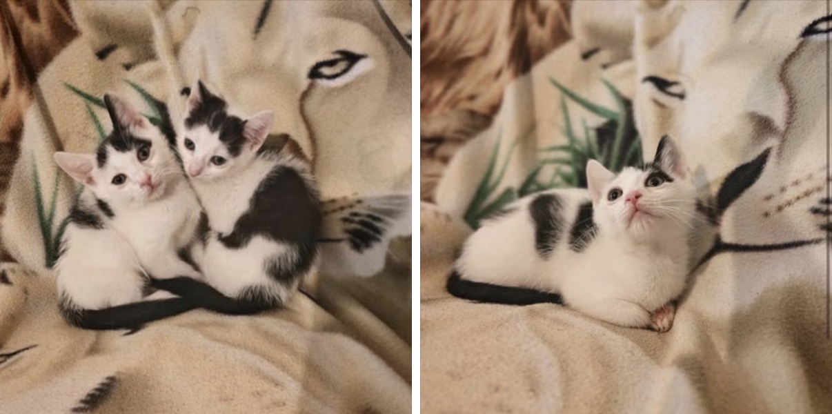 Foto 3 di Flip e flop, gatto Europeo in adozione