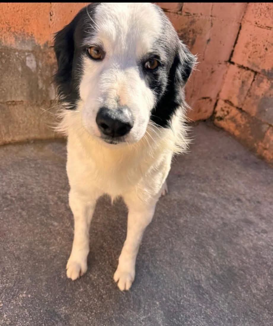 Foto 1 di Astrid, cane Mix Border in adozione