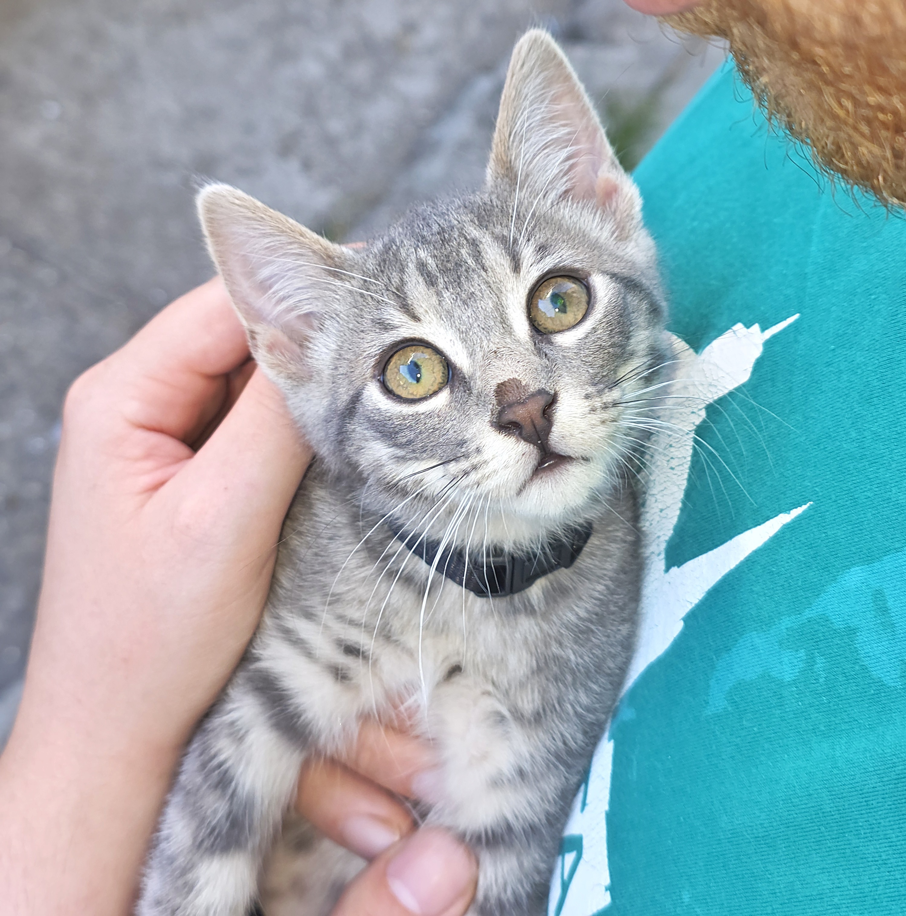 Pina, gatto  in adozione