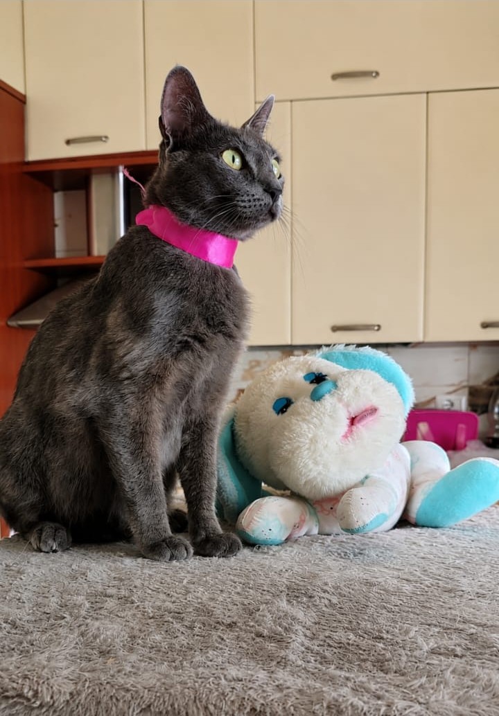 Foto 3 di Isotta, gatto Simil Certosino in adozione