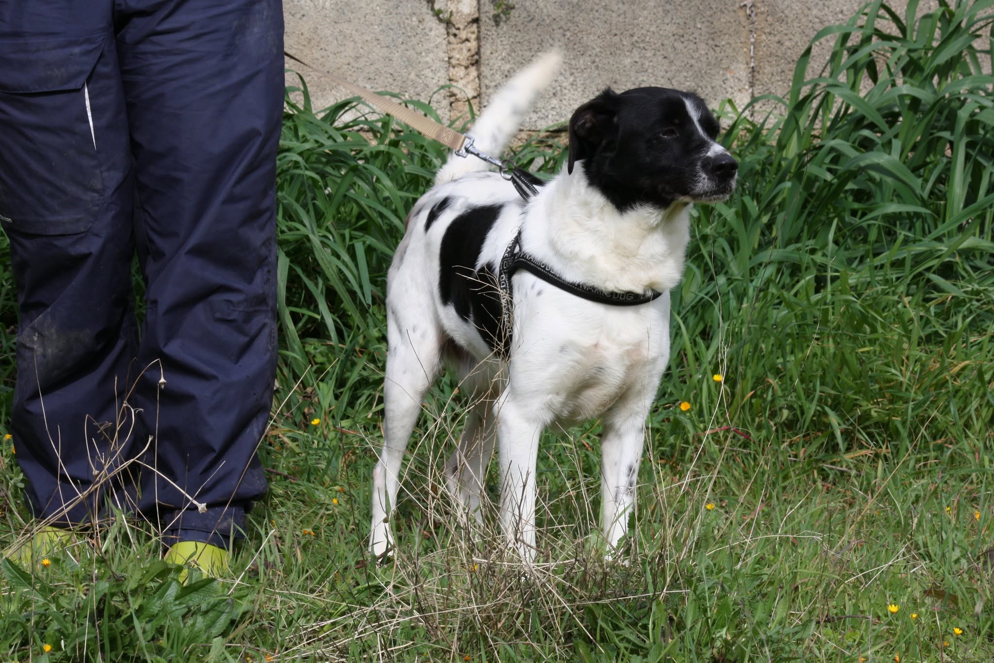 Foto 3 di Pedro, cane meticcio in adozione