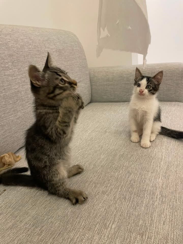 Foto 4 di Lima / Lala, gatto Mettici in adozione