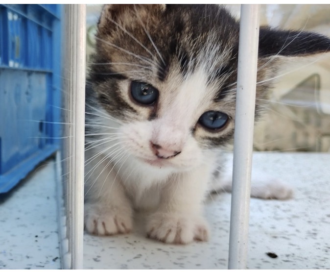 Zeno, gatto Europeo in adozione