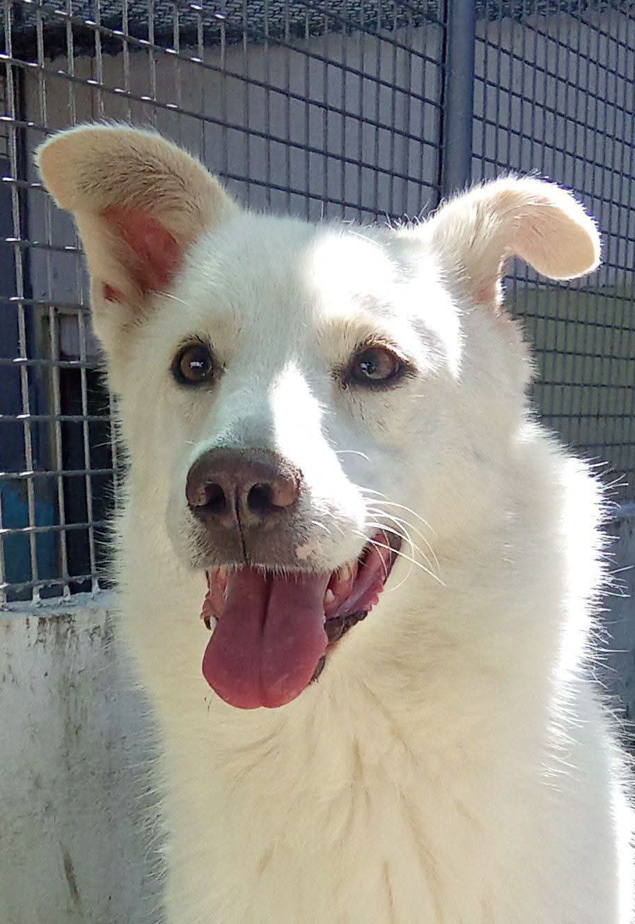 Foto 1 di Venus, cane Meticcio in adozione