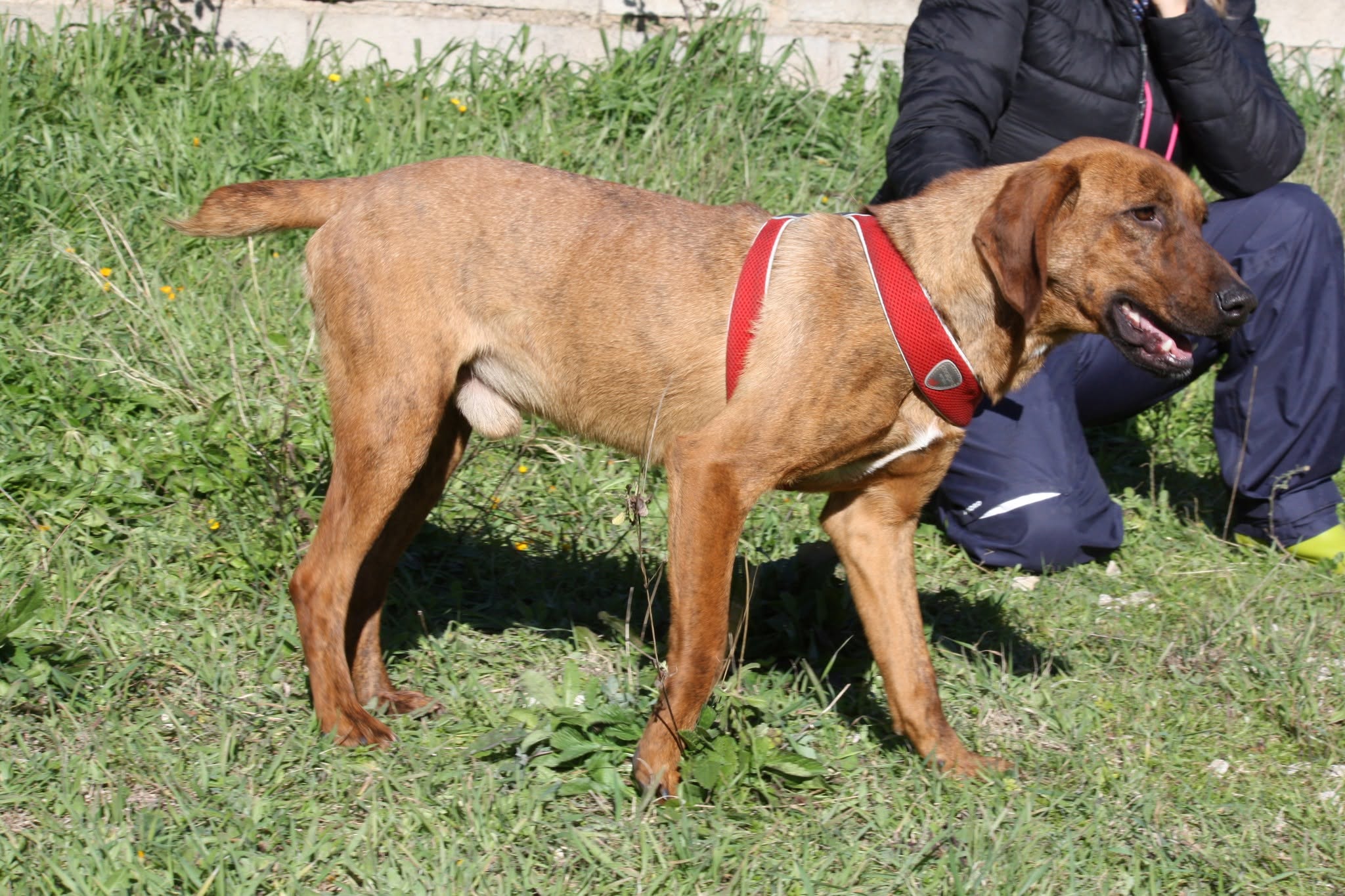 Foto 3 di Giordan, cane segugio maremmano in adozione