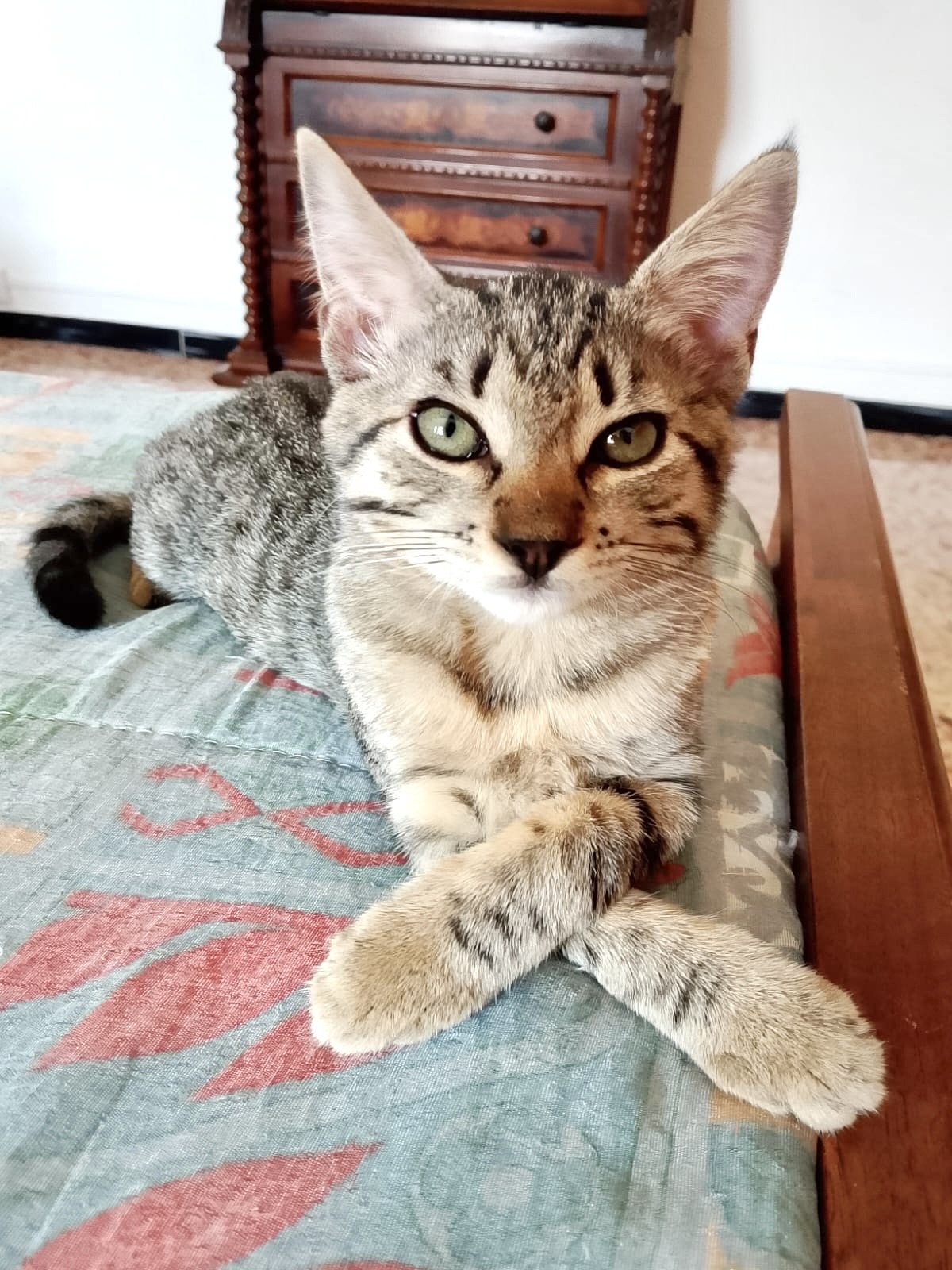 Foto 1 di Betty, gatto Meticcio in adozione