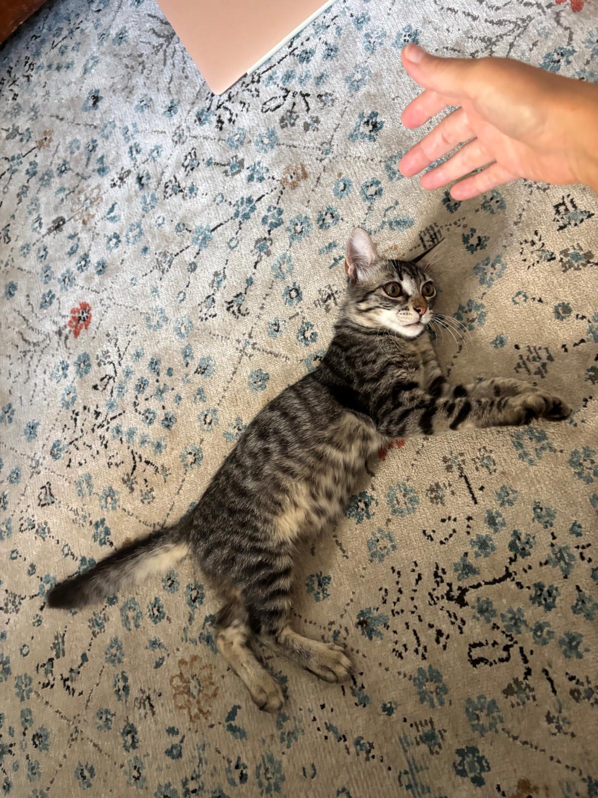 Foto 2 di Candy, gatto Europea in adozione