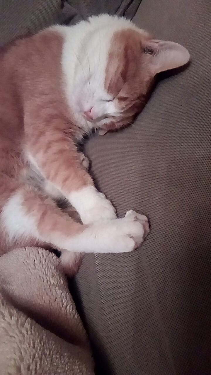 Foto 2 di Anais, gatto Europeo in adozione