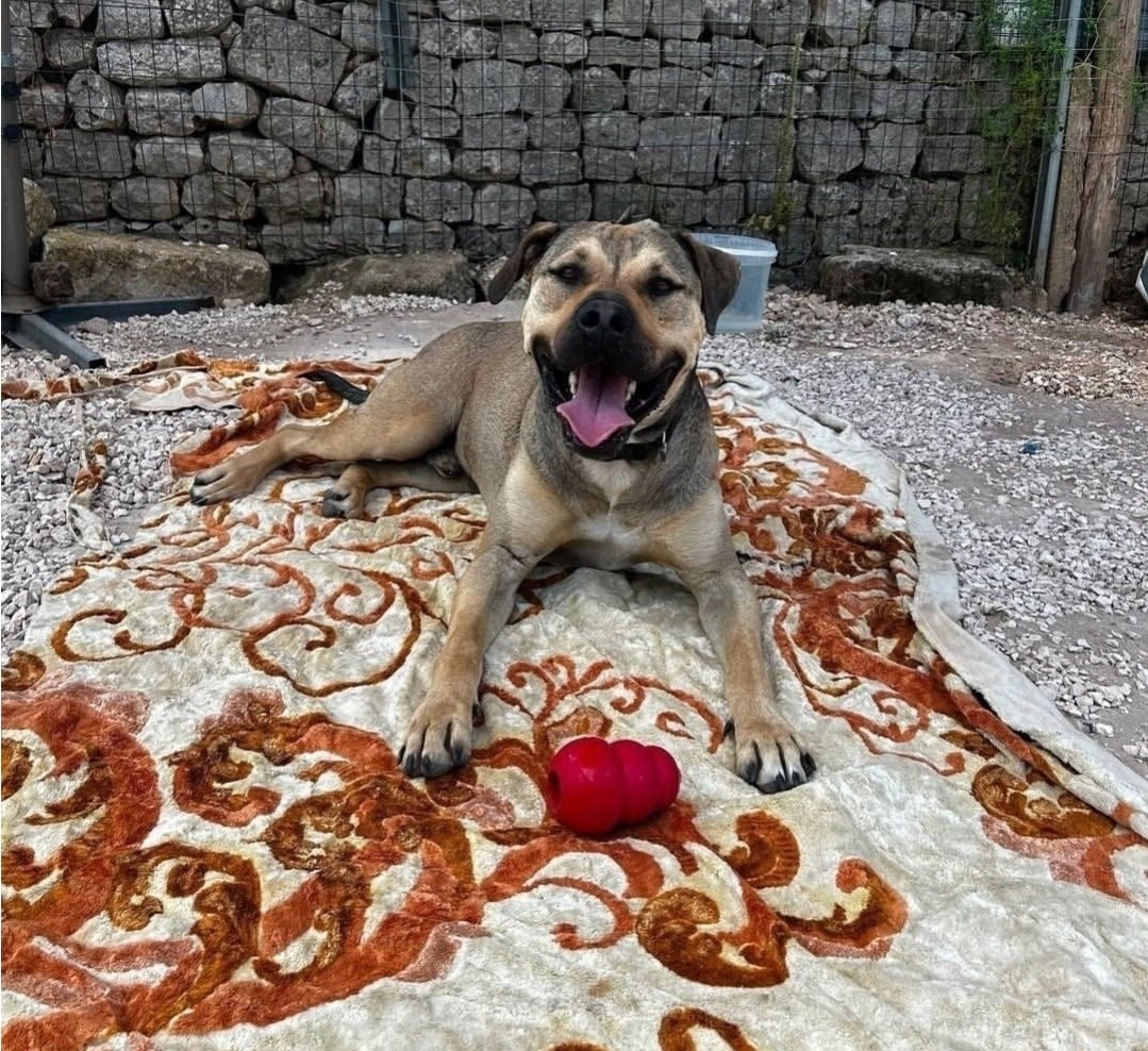 BOBBY, cane Meticcio in adozione