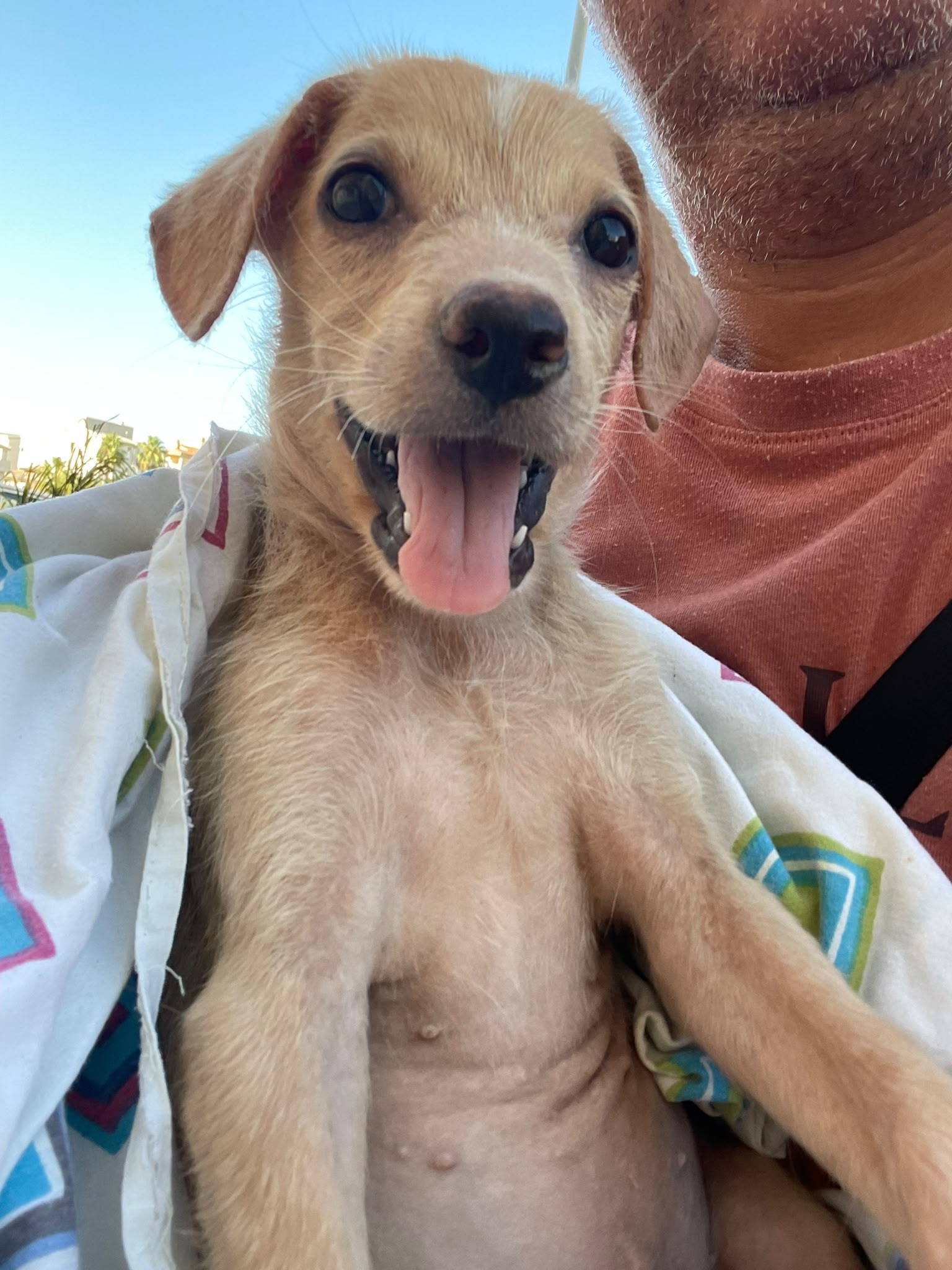 Foto 1 di Gaia, cane  in adozione