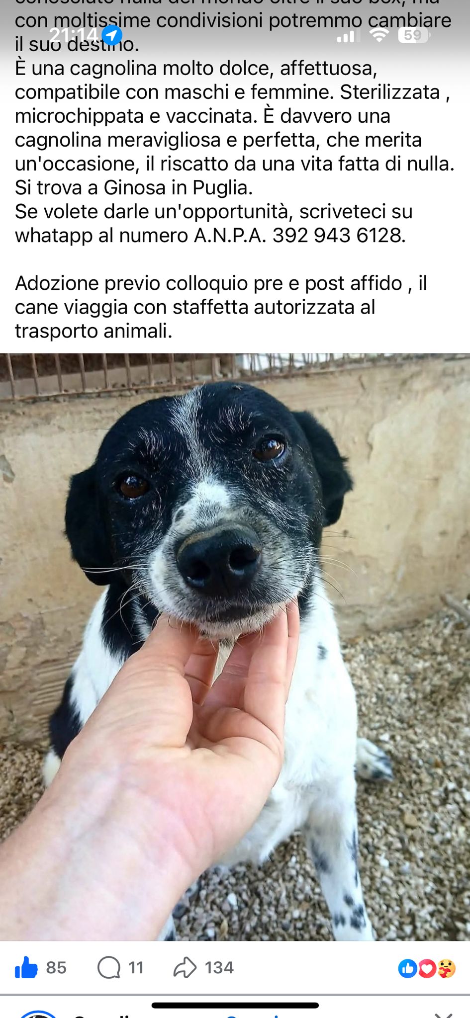 Foto 1 di FARA, cane Meticcio in adozione