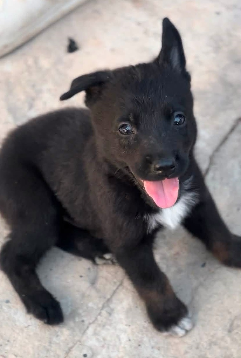 Rocky, cane Meticcio, con possibile incrocio Pastore Tedesco in adozione