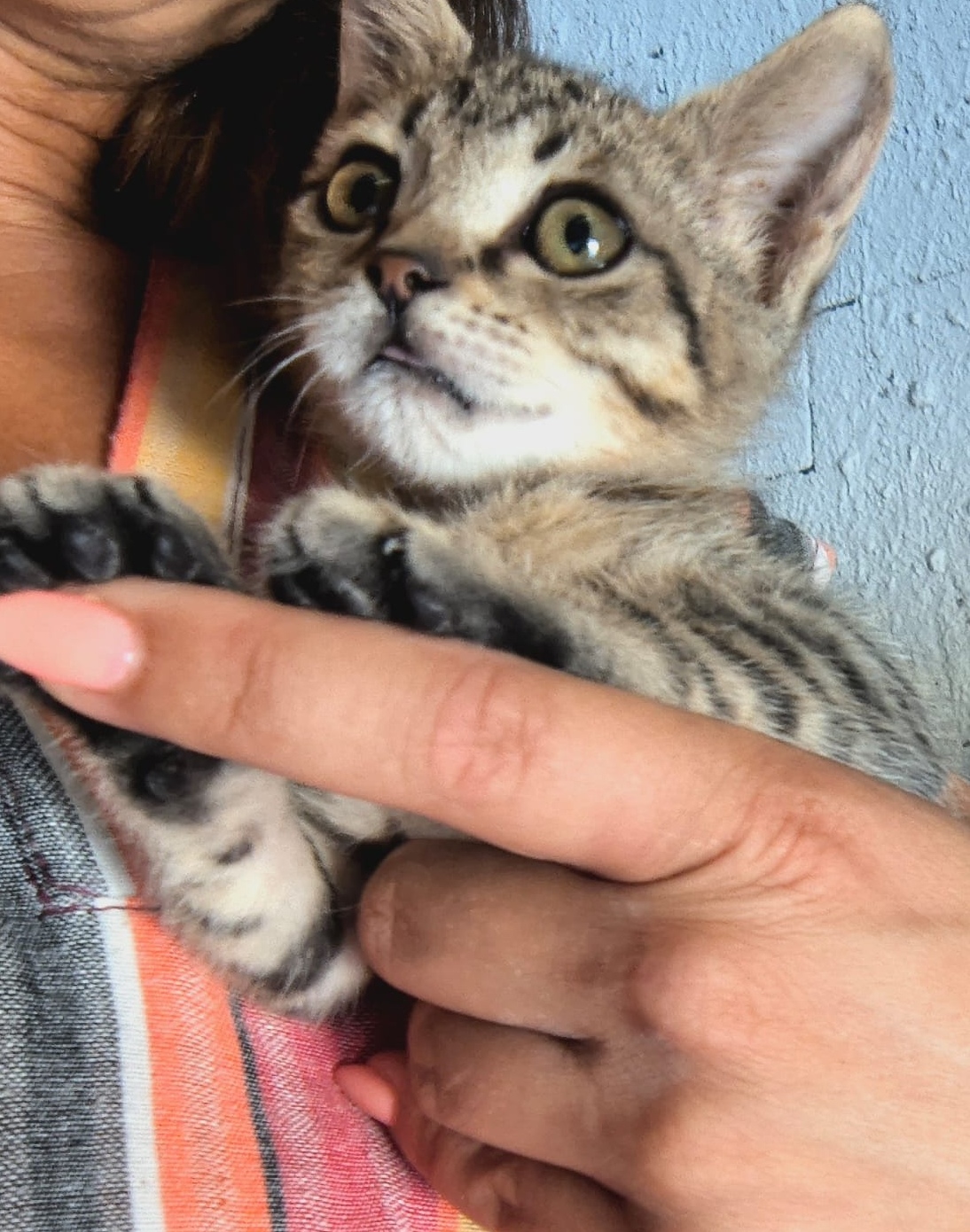 Scintilla, gatto Europeo in adozione