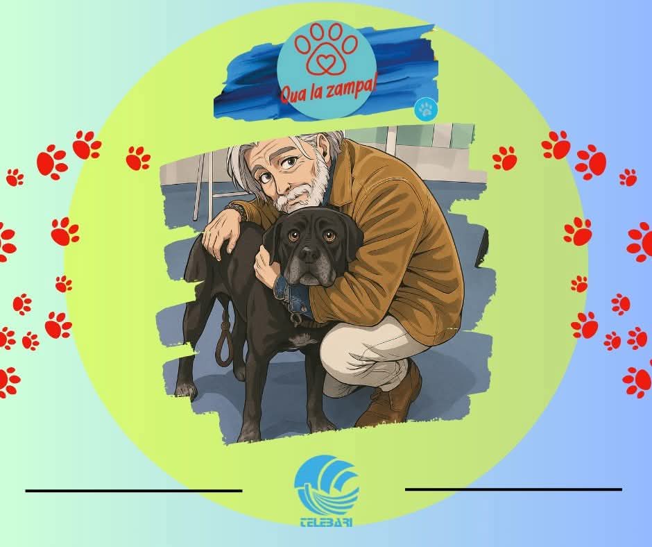 Foto 4 di GENNARO, cane CORSO in adozione