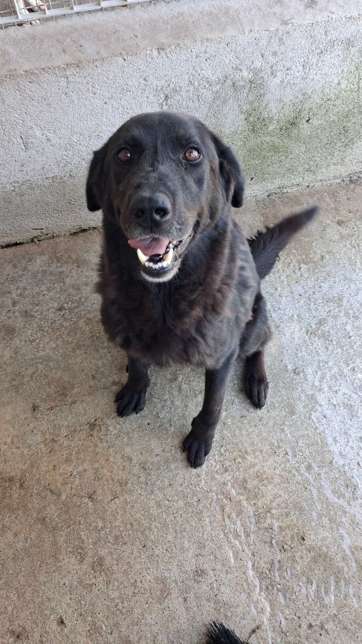 Solstizio, cane  in adozione