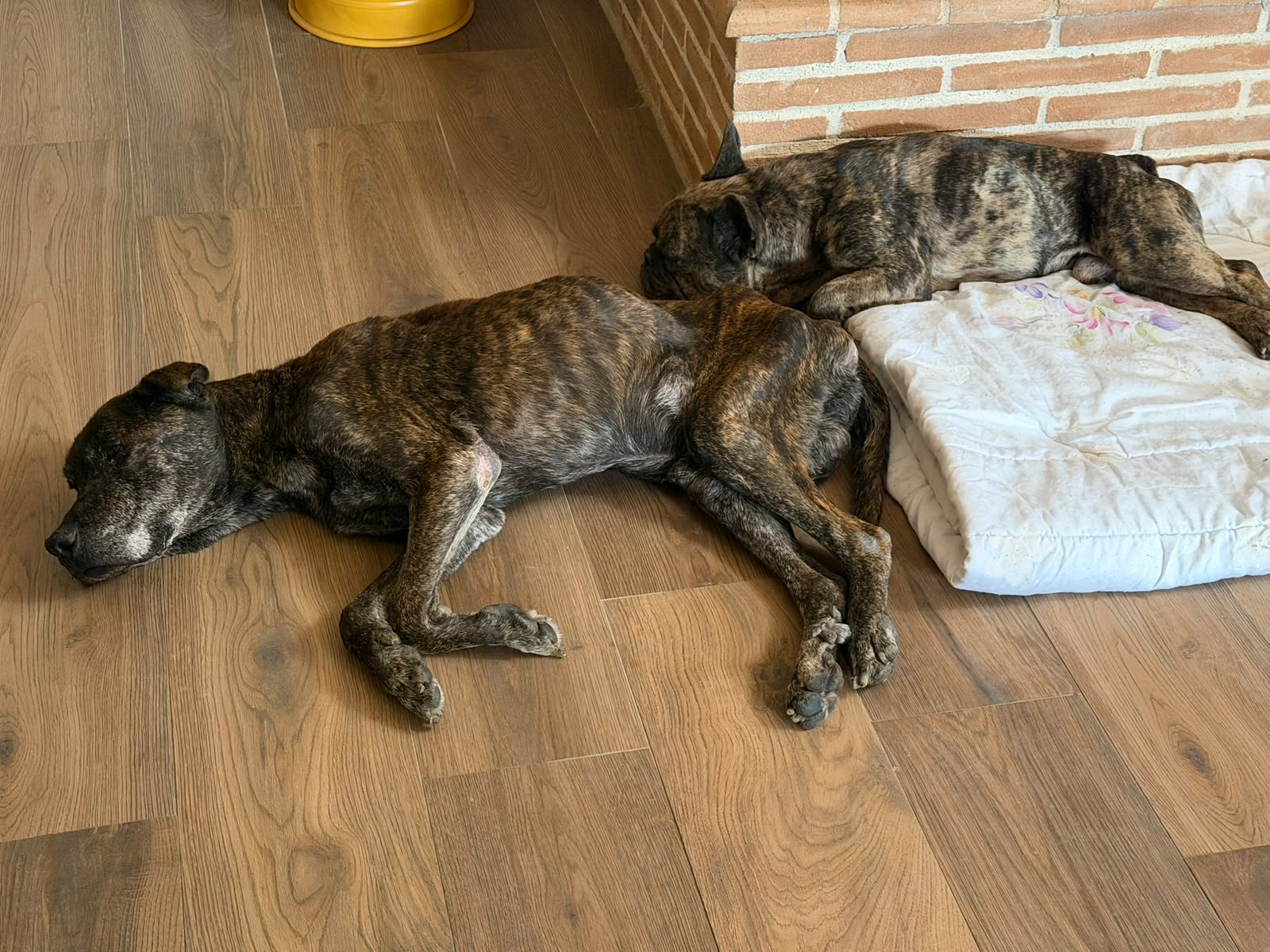 Foto 3 di Nerone, cane Pit Bull in adozione