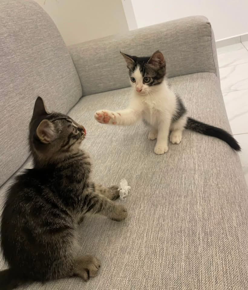 Foto 1 di Lima / Lala, gatto Mettici in adozione