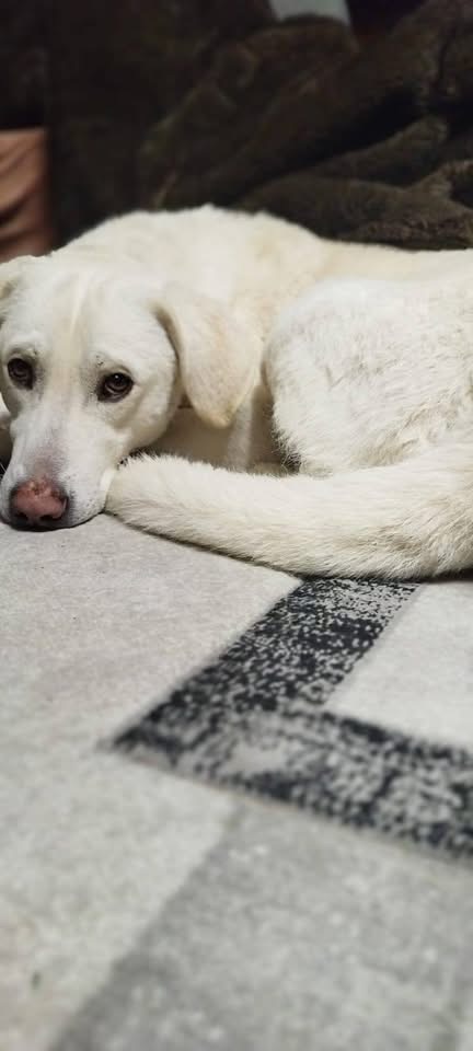 Foto 1 di ROCKY, cane Meticcio in adozione