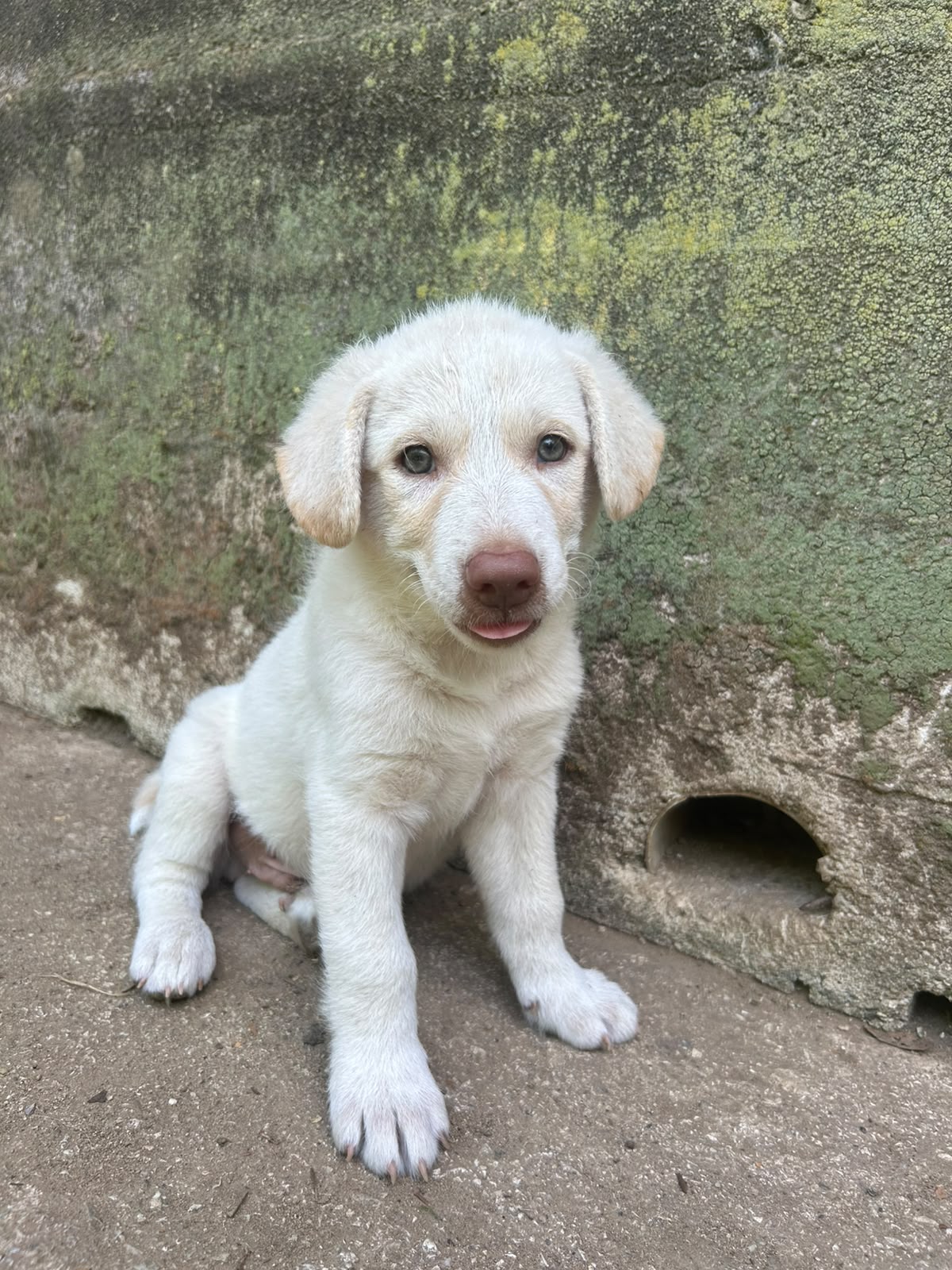 Foto 1 di Lumi, cane Meticcio in adozione