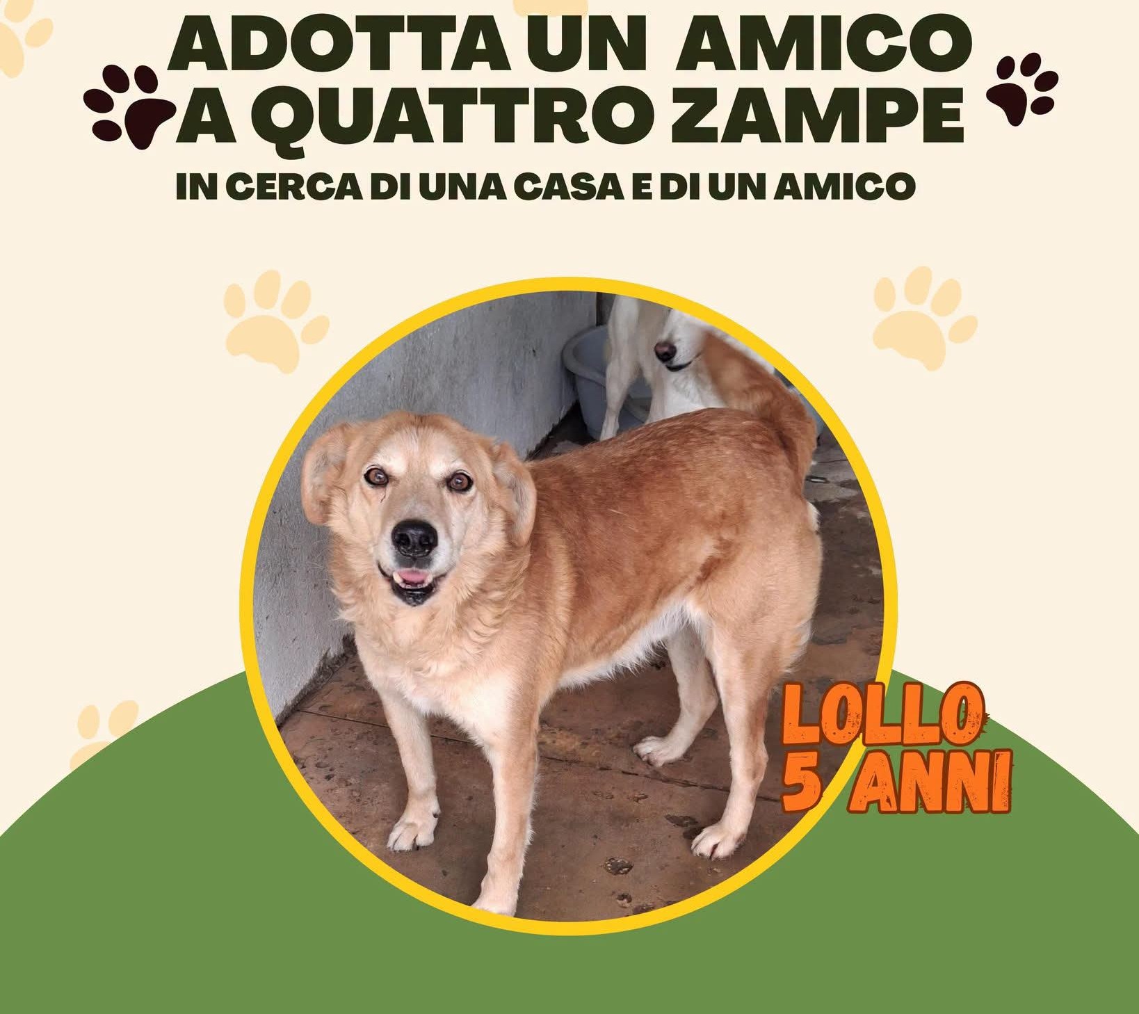 Lollo, cane  in adozione