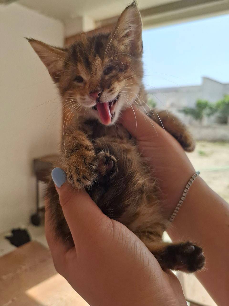 Foto 2 di Fortunella, gatto Metticio in adozione