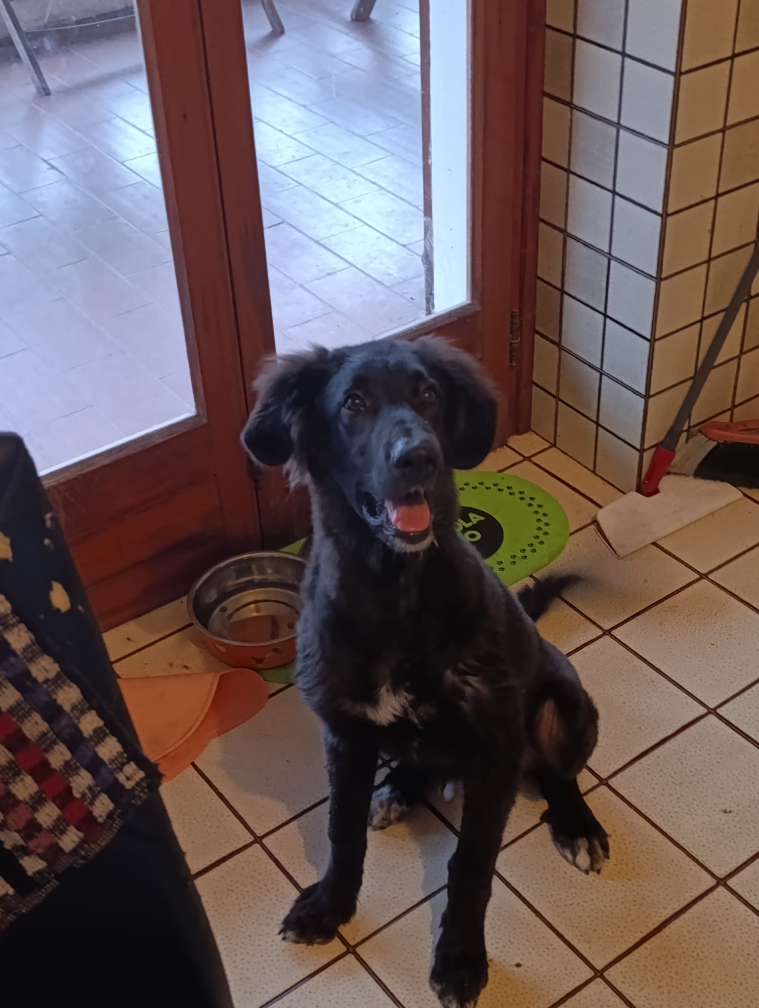 Foto 2 di Ifrit, cane Meticcio pastore tedesco e maremmano in adozione