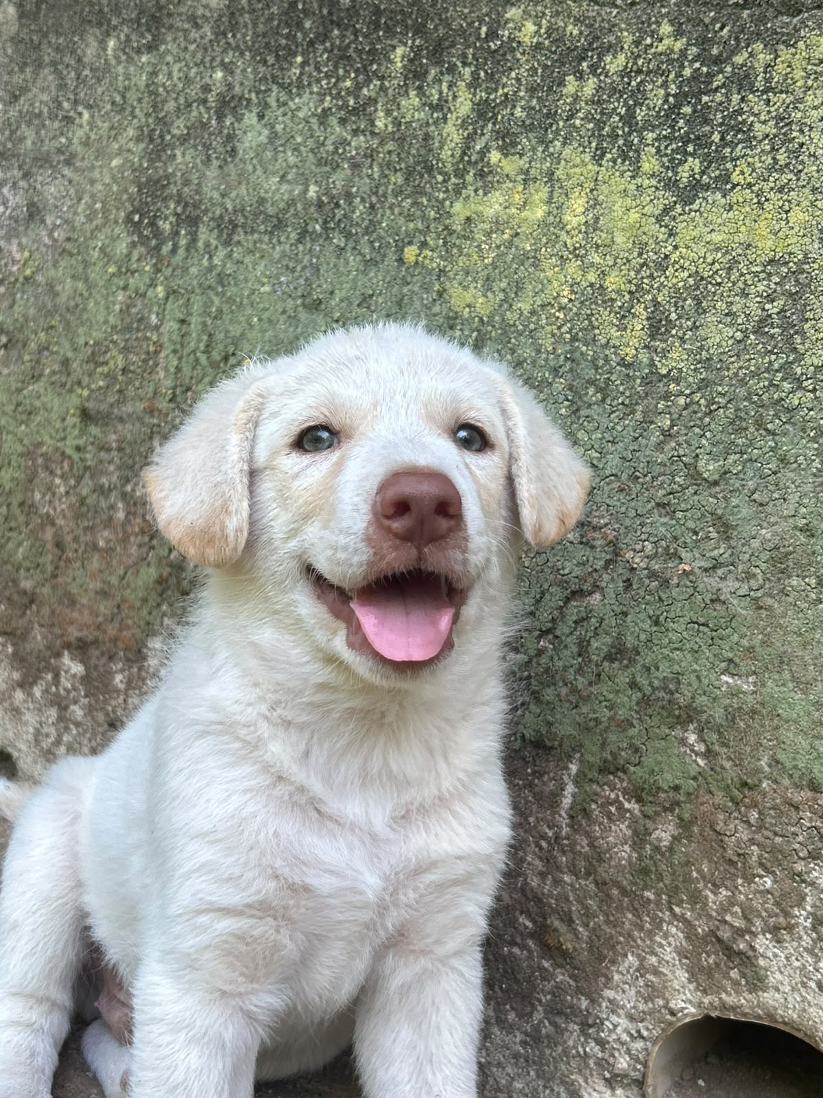 Foto 2 di Lumi, cane Meticcio in adozione
