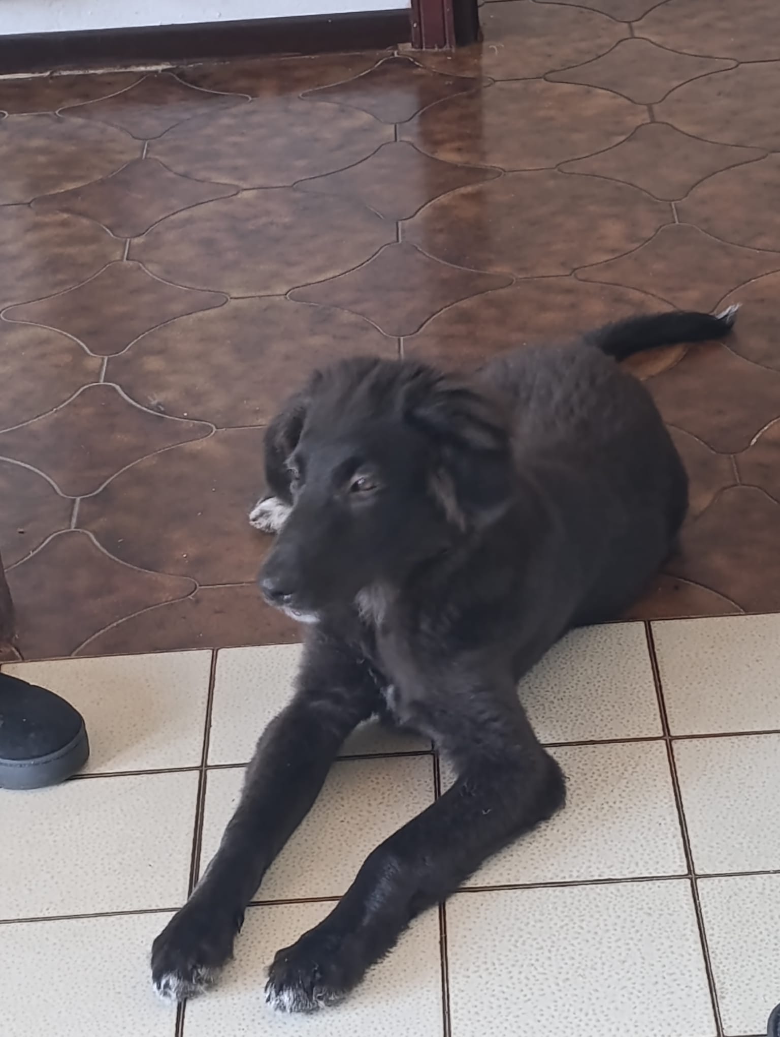 Foto 4 di Ifrit, cane Meticcio pastore tedesco e maremmano in adozione