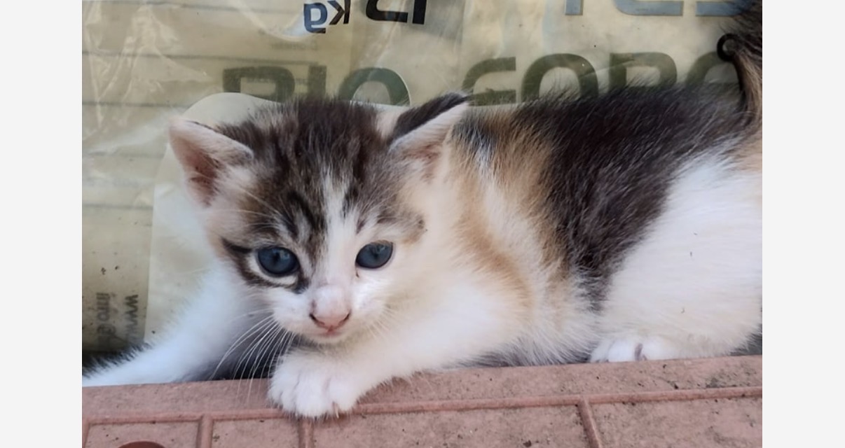 Foto 3 di Kira, gatto Europeo in adozione
