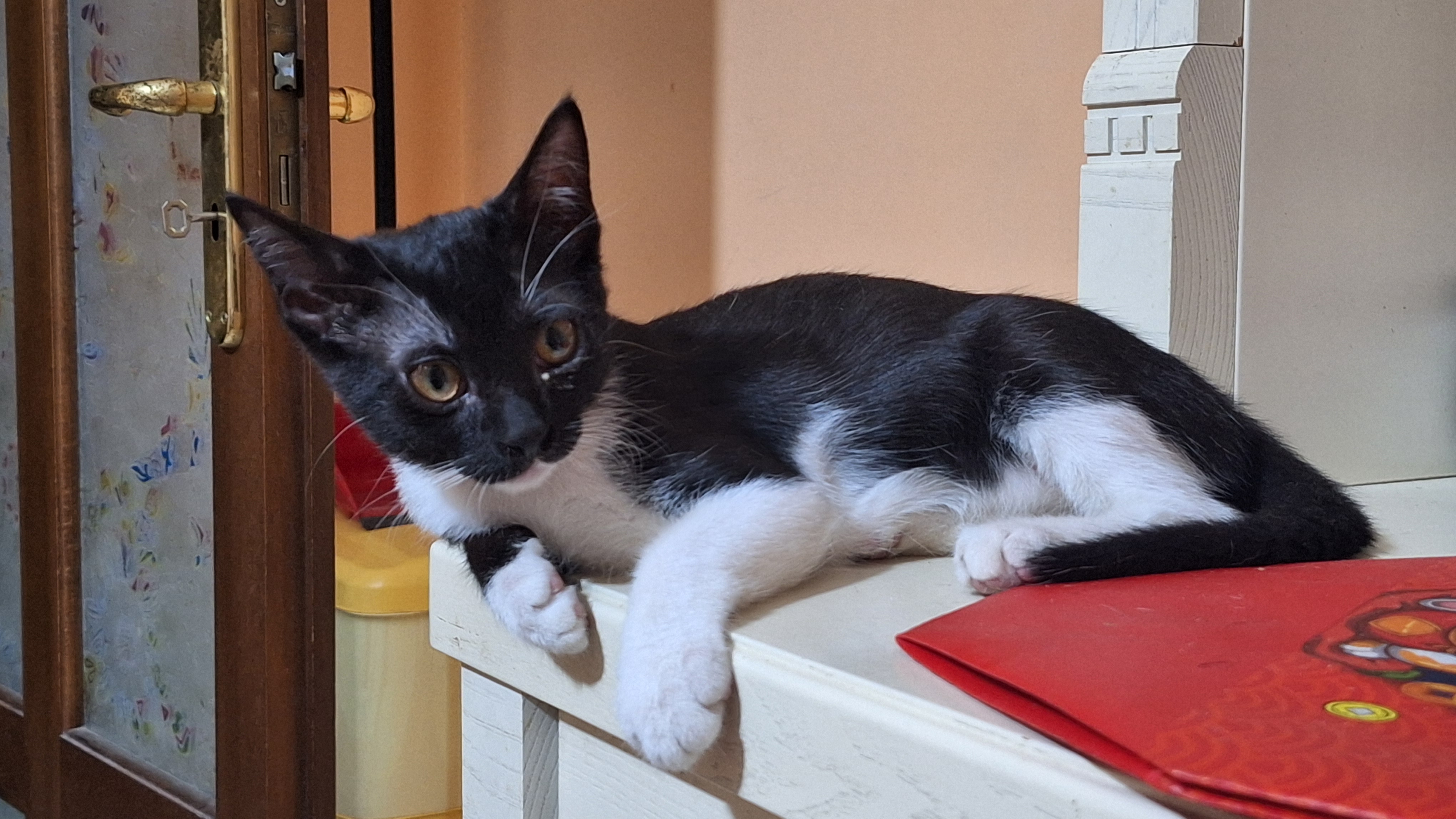Foto 2 di Bonnie, gatto Europea in adozione