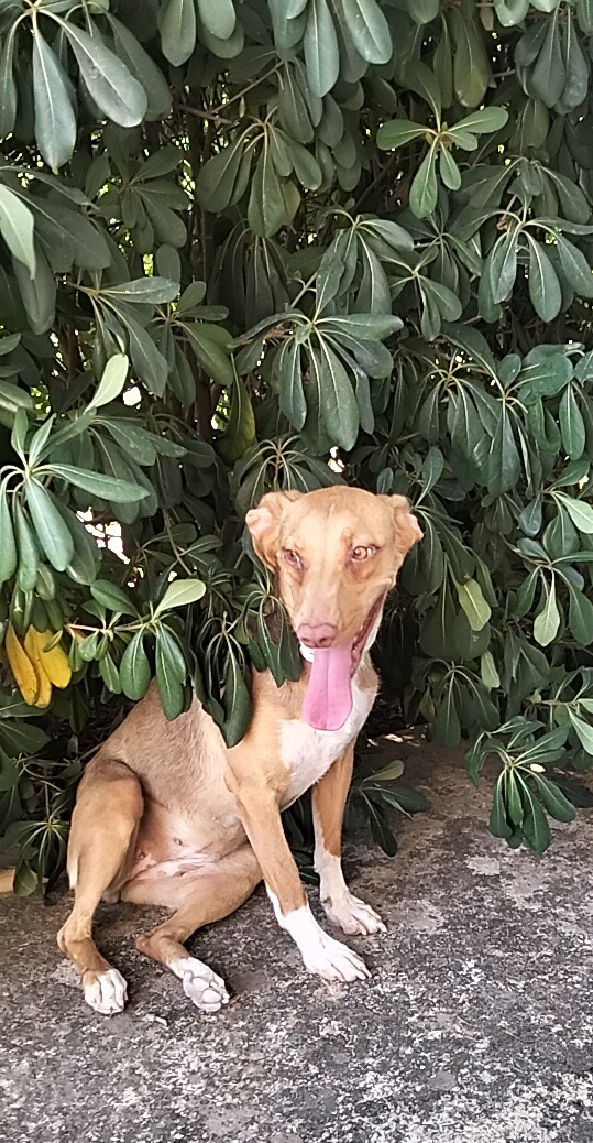 JiJí, cane Mix Cirneco dell'Etna in adozione a Venezia - foto 2