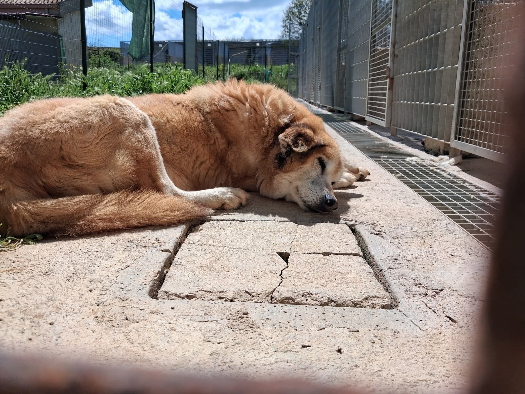 Foto 1 di Asso, cane  in adozione