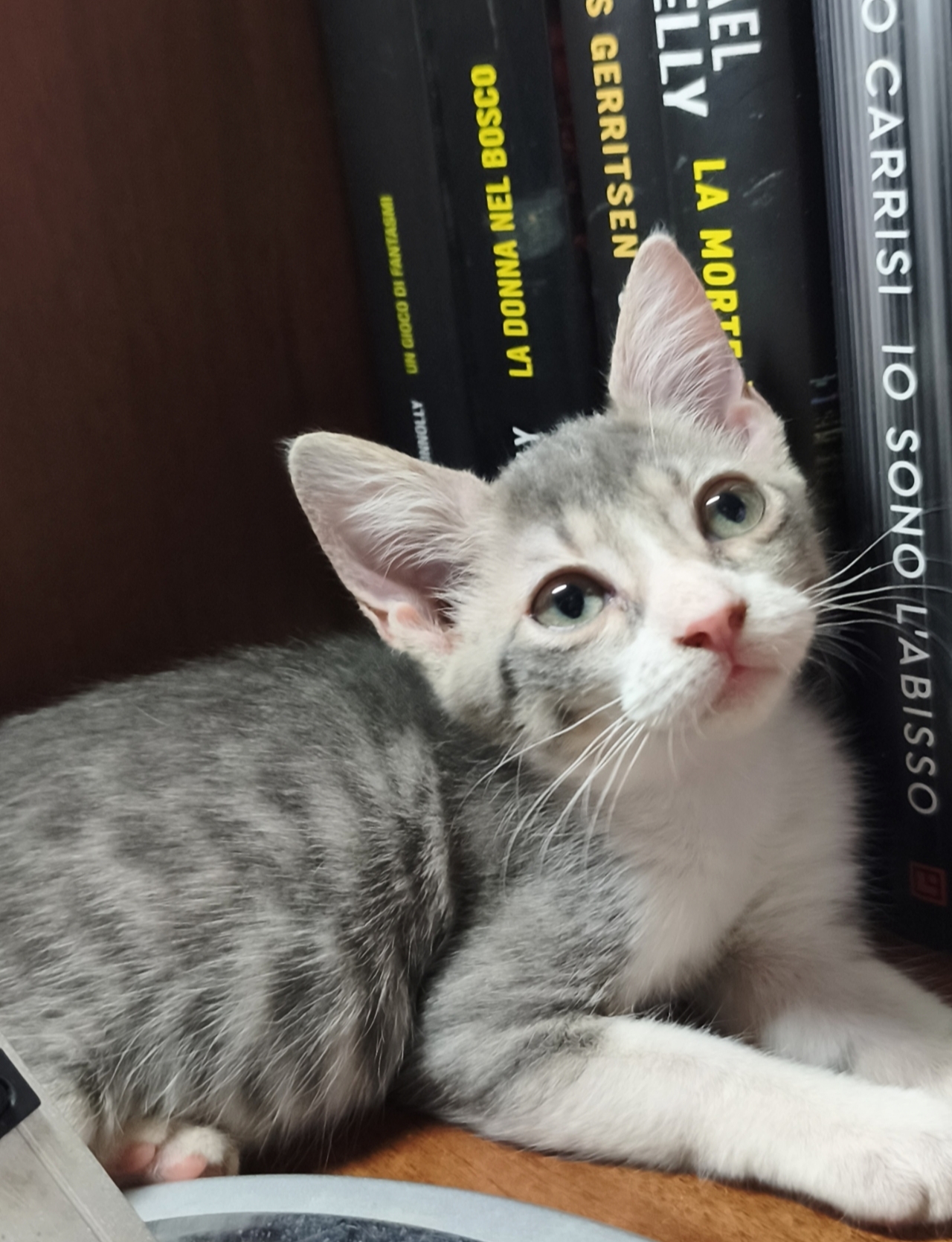 Foto 2 di Cleo, gatto Europeo in adozione