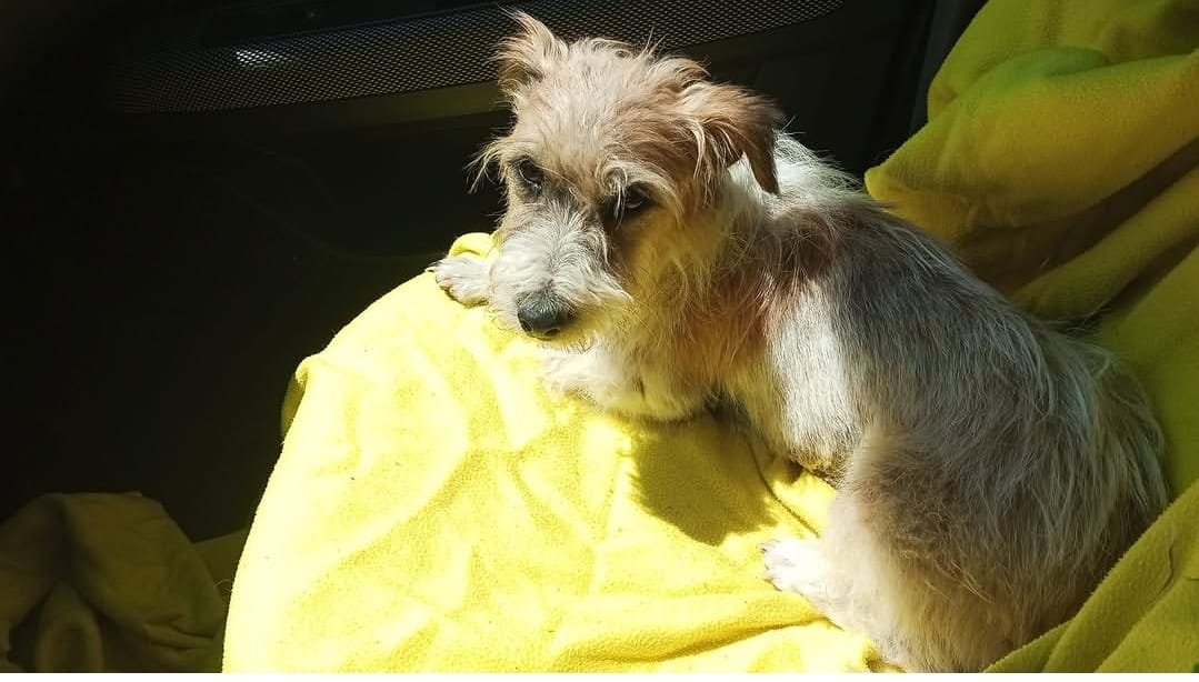 Jenny, cane  in adozione