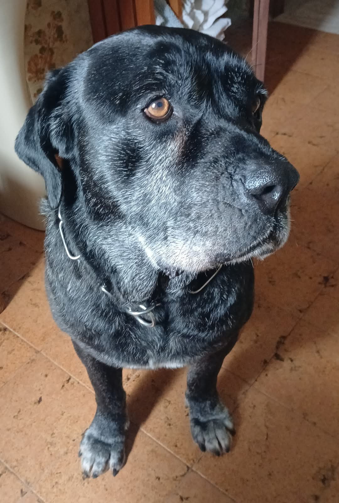 Foto 2 di GENNARO, cane CORSO in adozione