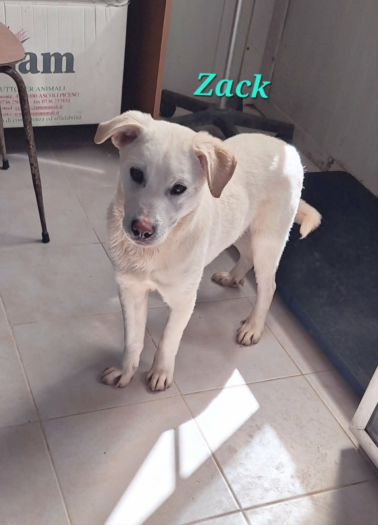 Foto 2 di Zack, cane meticcio in adozione