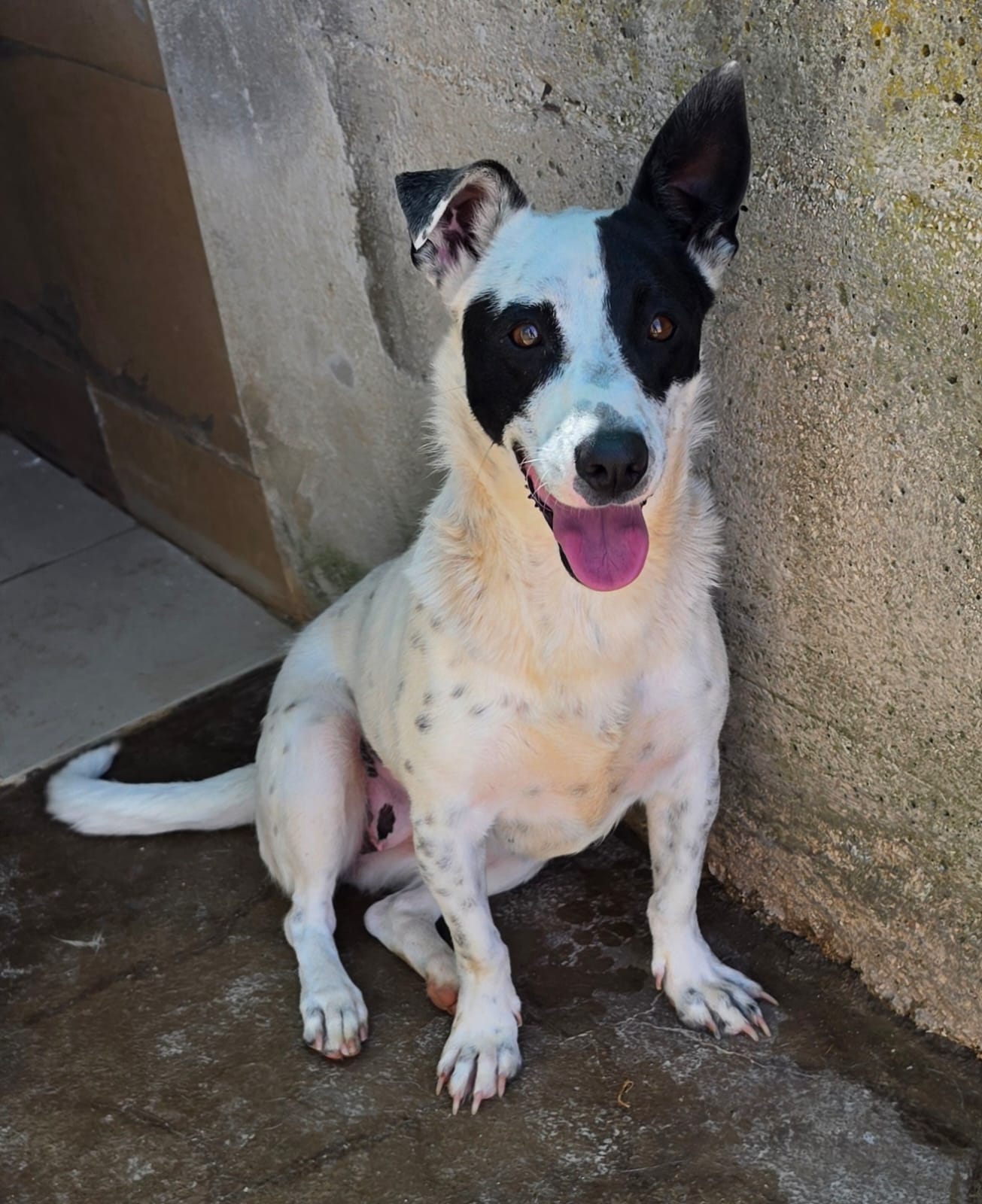 Foto 1 di PINGUINA, cane INCROCIO JACKRUSSEL in adozione