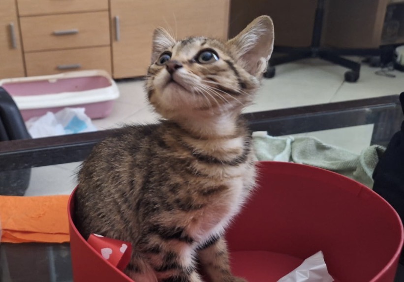 Foto 2 di Zenzero, gatto Europeo in adozione