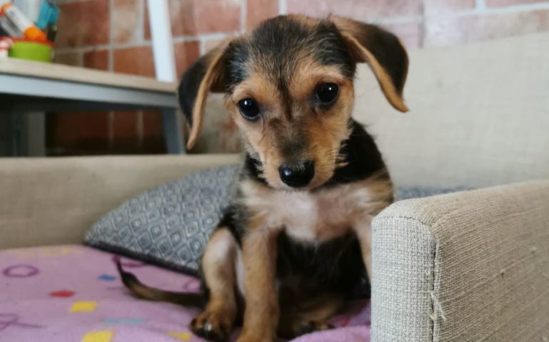 Ringo, cane Meticcio in adozione