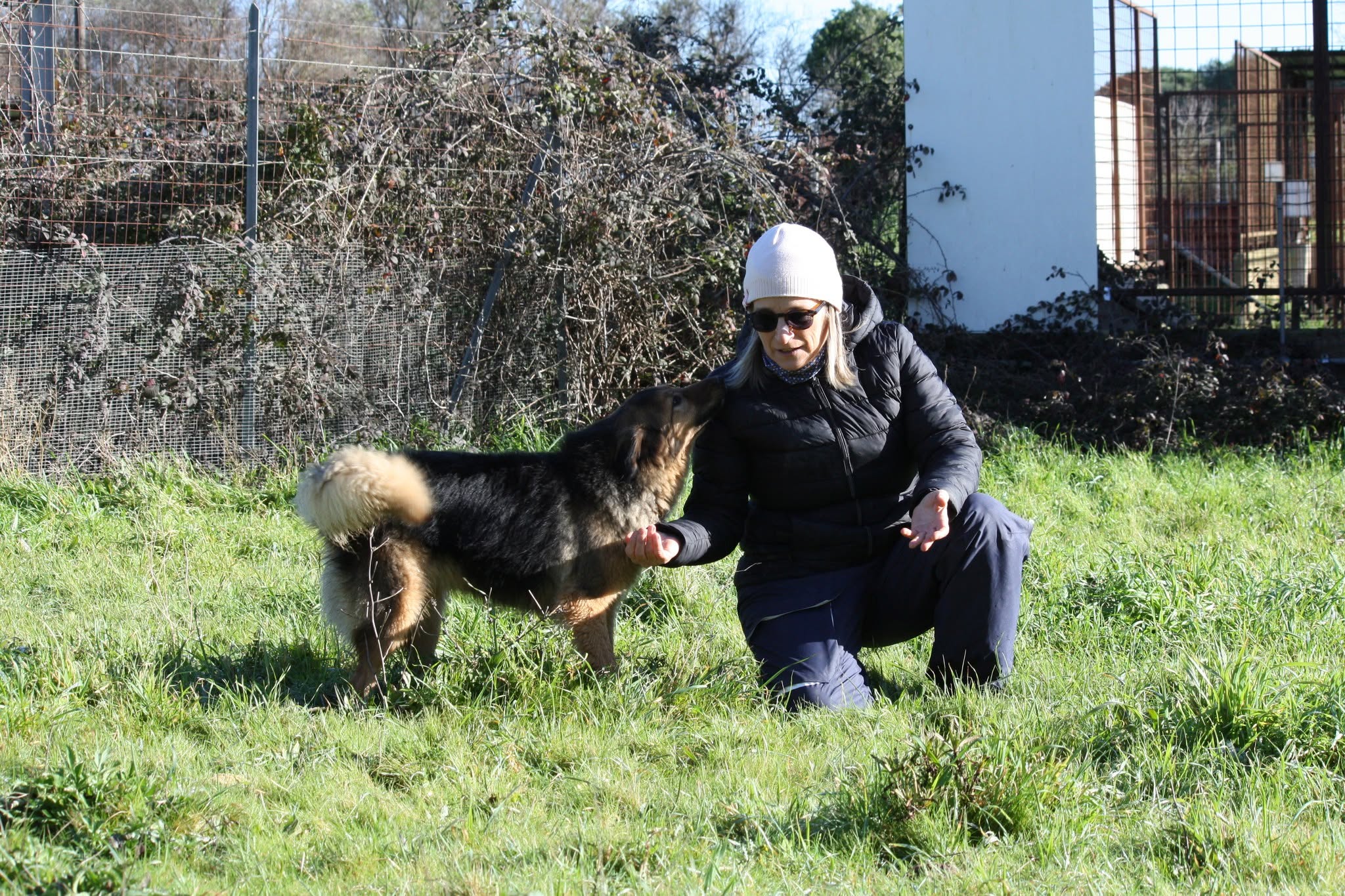 Foto 2 di Enza, cane meticcio in adozione