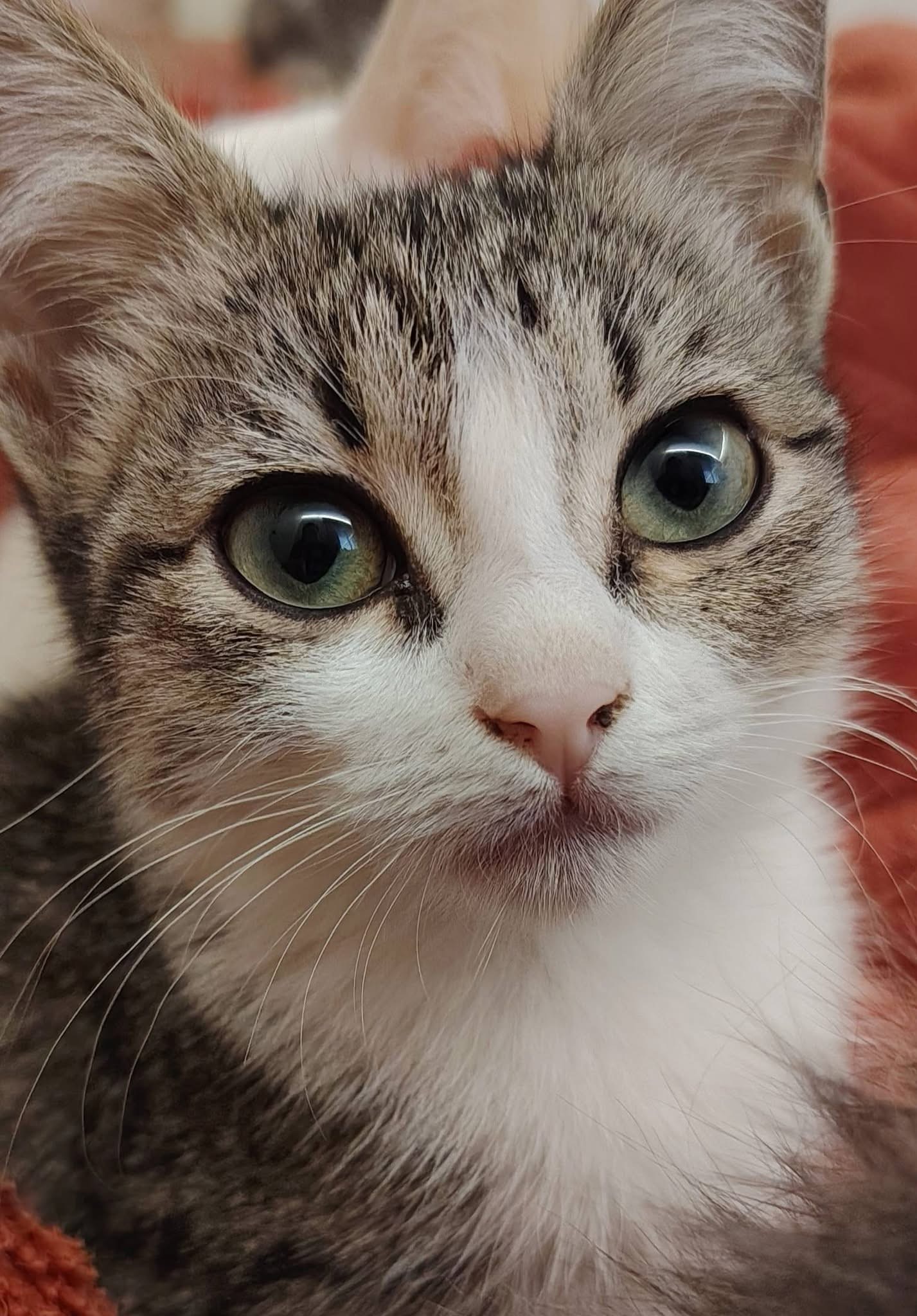 Zizo, gatto Meticcio in adozione